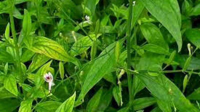 Atasi Asam Urat dengan Daun Sambiloto, Ini Resep Obat Herbalnya