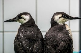 Misteri 20.000 Burung Laut Mati Mendadak Membuat Para Ahli Bingung