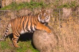 Baru Diperkenalkan, Melati Dibunuh Calon Pasangannya di Kebun Binatang London