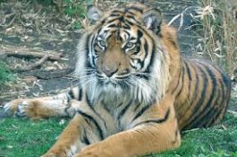 Harimau Sumatera Melahirkan di Australia