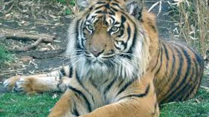 Harimau Sumatera Melahirkan di Australia