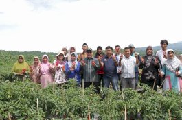 Petani Bantaeng Kembangkan Cabai Dataran Rendah
