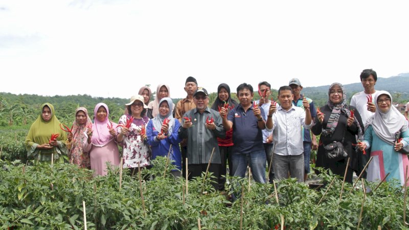 Petani Bantaeng Kembangkan Cabai Dataran Rendah