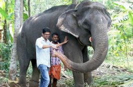 Nenek, Gajah Tertua di Penangkaran Mati di Usia 88 Tahun