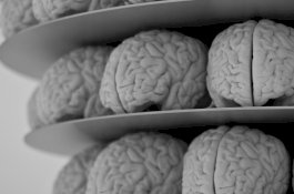 Otak Wanita Memiliki Satu Keuntungan Besar yang Tak Bisa Dijelaskan Ilmuwan