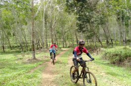 Eksplor Wisata Pohon, Komunitas Sepeda di Tanete Gelar Jelajah Pohon Karet