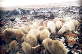 Lebih 50 Beruang Kutub Menyerang Kota di Rusia, Warga Dilarang Menembak