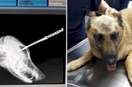 Selamatkan Pemiliknya dari Penjahat, Anjing Ini Sekarat Ditusuk di Kepala