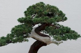 Pohon Bonsai Berusia 400 Tahun Telah Dicuri, Nilainya Rp1,2 Miliar