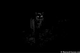 Muncul Setelah 100 Tahun, Macan Tutul Hitam Hebohkan Kenya