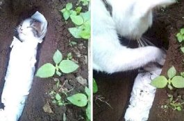 Video Induk Kucing Kubur Anaknya Bikin Haru
