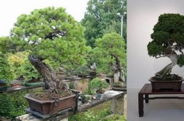 Bonsai Rp15,6 M Berumur 400 Tahun Dicuri, Pemiliknya Titip Pesan: Jangan Lupa Disiram