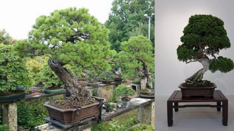 Bonsai Rp15,6 M Berumur 400 Tahun Dicuri, Pemiliknya Titip Pesan: Jangan Lupa Disiram