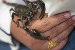 Ketika Kalajengking Menyerang, Begini Cara Mengatasinya