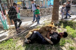 Bermain dengan Singa di Gaza