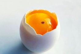 Apakah Telur yang Memiliki Bercak Darah Aman Dikonsumsi?