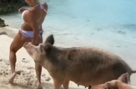 Asik Foto-foto Pakai Bikini, Bokong Model Cantik ini Digigit Babi Liar