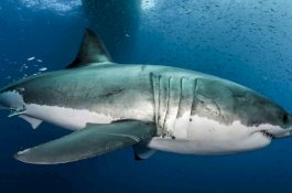 Hiu Putih Besar Bisa Membantu Penemuan Obat Kanker