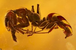 Begini Penampakan Serangga di Masa Purba