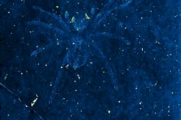 Mati 113 Juta Tahun Lalu, Mata Laba-laba Ini Masih Menyala