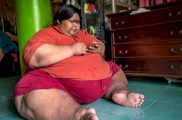 Berat Bimo 250 Kg, Makan 6 Kali Sehari, Susah Bergerak dan Pusar Berdarah