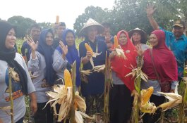 Thita Ikut Panen Jagung dan Bawang di Jeneponto, Petani: Kami Mau Seperti Poktan Lain