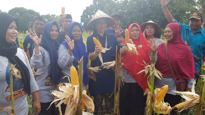 Thita Ikut Panen Jagung dan Bawang di Jeneponto, Petani: Kami Mau Seperti Poktan Lain