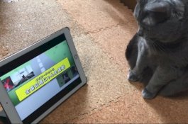 Di Jepang, Kucing Diajar Keselamatan Lalu Lintas Lewat Video