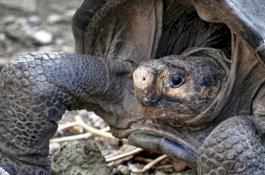 Diduga Telah Punah 113 Tahun, Kura-kura Fernandina Ditemukan Kembali