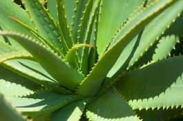 Belum Banyak Diketahui, Ini 5 Manfaat Lidah Buaya