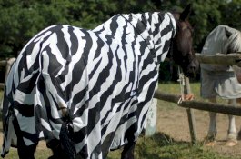 Tak Banyak yang Tahu, Ternyata Ini Fungsi Motif Garis pada Zebra