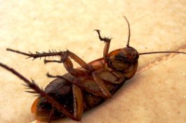 Kecoak Berhamburan di Bangsal Rumah Sakit Italia, Ini Penyebabnya