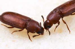 Wanita ini Telan Kumbang Hidup Tiap Hari untuk Mencegah Kanker