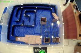 Ilmuwan Ciptakan Cyborg Tikus yang Bisa Dikontrol Dengan Pikiran Manusia