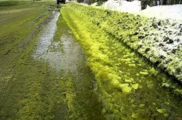 Setelah Salju Hitam, Sekarang Muncul Salju Hijau di Rusia