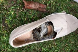 Ular Piton Ikut Naik Pesawat dari Australia Dengan Bersembunyi di Sepatu