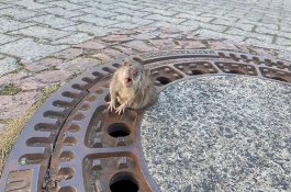 Terjebak di Penutup Lubang Got, Seekor Tikus Diselematkan Oleh 9 Pemadam Kebakaran