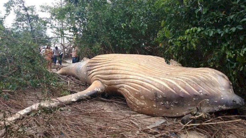 Ikan paus ditemukan mati di hutan Amazon