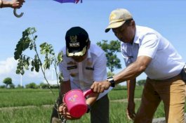 Pemkab Jeneponto dan Vena Energy Tanam 200 Trembesi di Lokasi PLTB