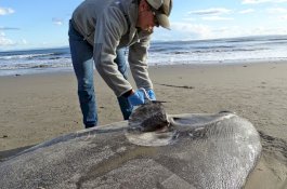 Makhluk Laut Langka Ini Terdampar di Pantai, Warga Heboh
