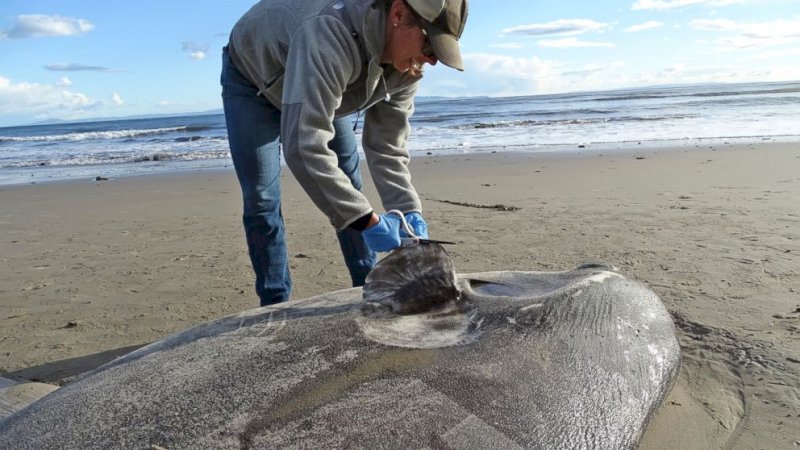 Makhluk Laut Langka Ini Terdampar di Pantai, Warga Heboh