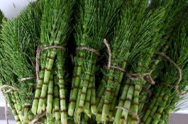 Digunakan Sejak Zaman Prasejarah, Ini Manfaat Tanaman Ekor Kuda