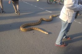 Ada Ular Piton Sepanjang 7 Meter di Anjungan Pantai Losari