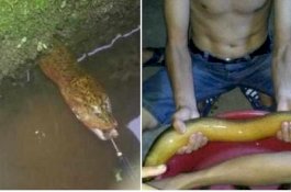 Pria Ini Kira Ular Besar di Empangnya, Ternyata Belut Seharga Rp45 Juta