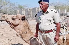 Unta Polisi Patah Hati Ditinggal Mati Pawangnya, Menolak Makan dan Minum