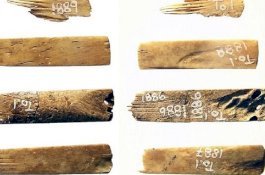 Kit Tato Tertua di Dunia Ditemukan di Tonga