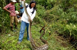 Ular Piton Raksasa Telan Kambing Betina di Enrekang