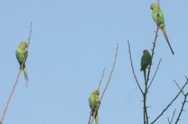 Burung Beo Pecandu Narkoba Bikin Resah Petani