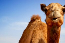 Keistimewaan Unta, Hewan Tersabar dan Terkuat