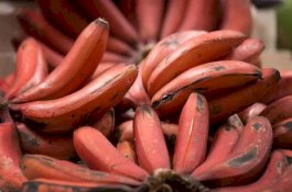 Pisang Ada yang Warnanya Merah Loh, Ini Manfaatnya Untuk Kesehatan!